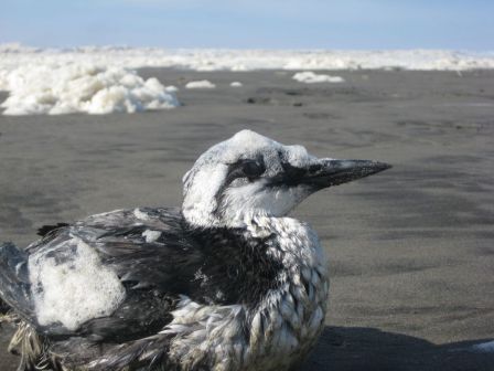Oiseau couvert de mousse