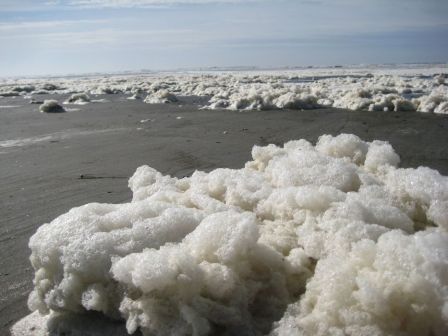 Plage couverte de mousse