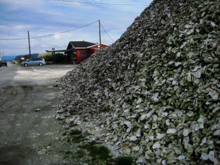 Tas de coquilles d'huîtres